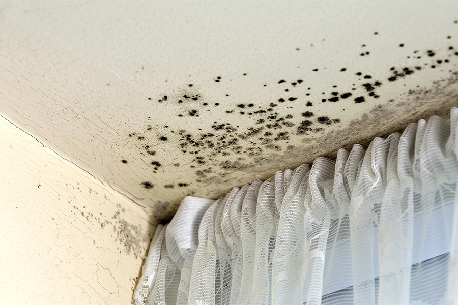 ceiling with mold orlando fl