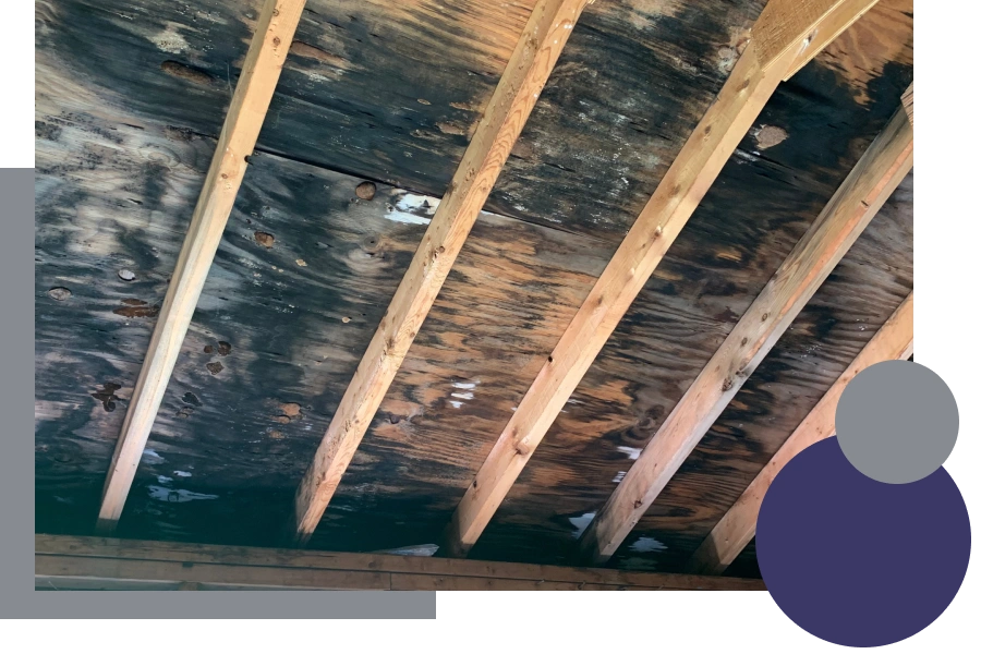 crawlspace ceiling with mold