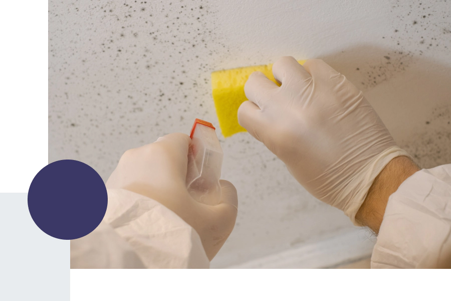 mold removal in a house